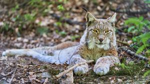 Preview wallpaper lynx, glance, predator, animal, wildlife