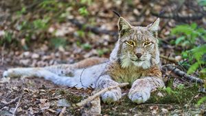 Preview wallpaper lynx, glance, predator, animal, wildlife