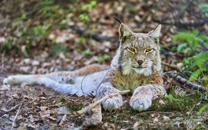 Preview wallpaper lynx, glance, predator, animal, wildlife