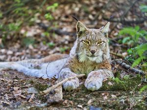 Preview wallpaper lynx, glance, predator, animal, wildlife