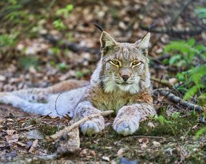 Preview wallpaper lynx, glance, predator, animal, wildlife