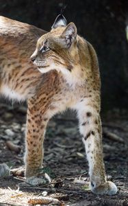 Preview wallpaper lynx, glance, predator, big cat, animal