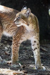 Preview wallpaper lynx, glance, predator, big cat, animal