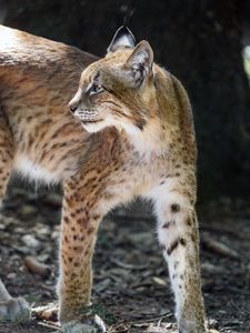 Preview wallpaper lynx, glance, predator, big cat, animal