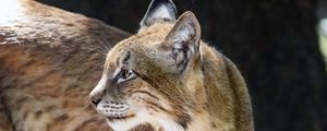 Preview wallpaper lynx, glance, predator, big cat, animal