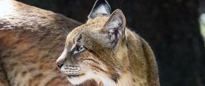 Preview wallpaper lynx, glance, predator, big cat, animal