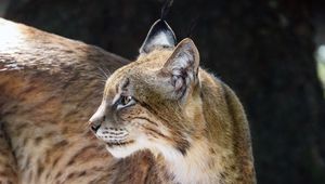 Preview wallpaper lynx, glance, predator, big cat, animal