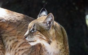 Preview wallpaper lynx, glance, predator, big cat, animal