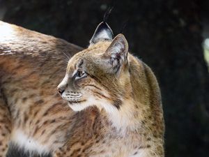 Preview wallpaper lynx, glance, predator, big cat, animal