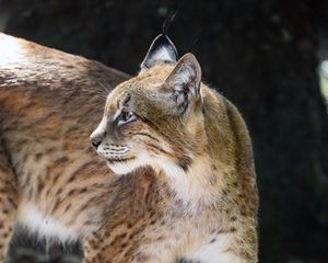 Preview wallpaper lynx, glance, predator, big cat, animal