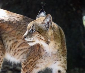 Preview wallpaper lynx, glance, predator, big cat, animal