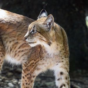 Preview wallpaper lynx, glance, predator, big cat, animal