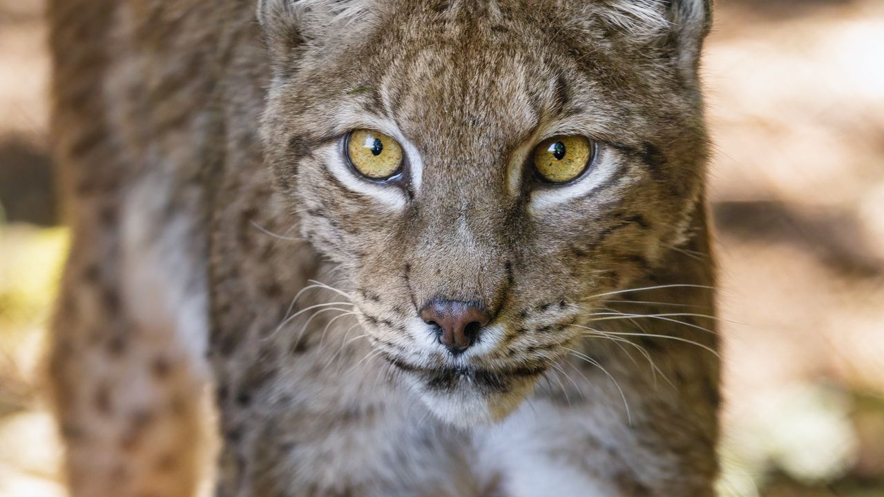 Wallpaper lynx, glance, predator, big cat, animal, blur