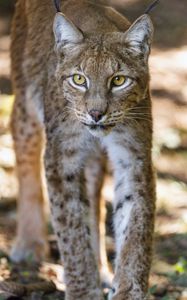 Preview wallpaper lynx, glance, predator, big cat, animal, blur