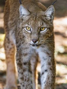 Preview wallpaper lynx, glance, predator, big cat, animal, blur