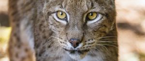 Preview wallpaper lynx, glance, predator, big cat, animal, blur