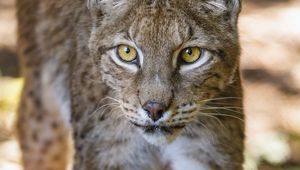 Preview wallpaper lynx, glance, predator, big cat, animal, blur