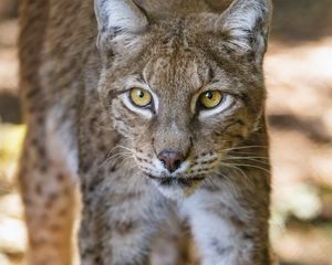 Preview wallpaper lynx, glance, predator, big cat, animal, blur