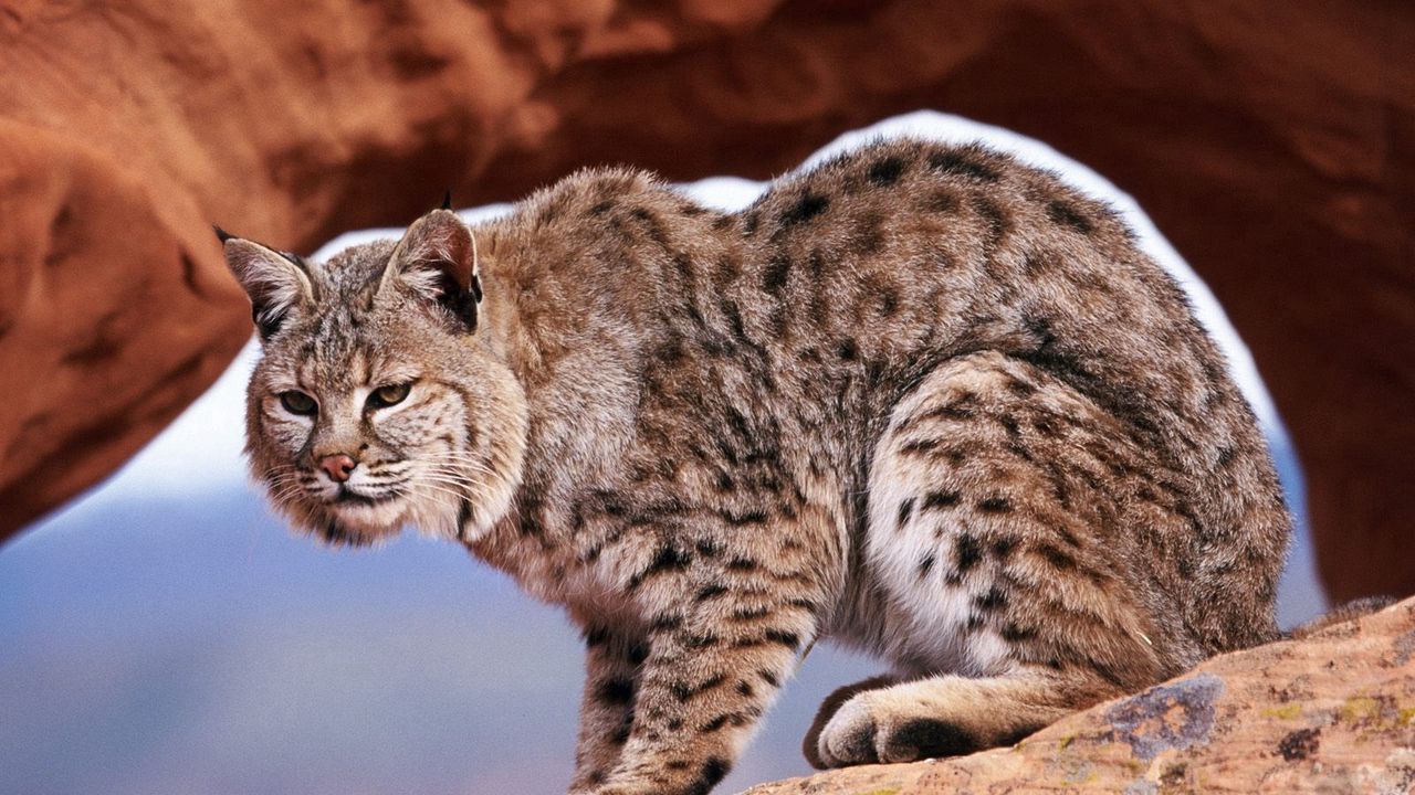 Wallpaper lynx, gorge, rocks, predator