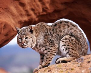 Preview wallpaper lynx, gorge, rocks, predator