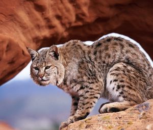 Preview wallpaper lynx, gorge, rocks, predator