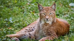 Preview wallpaper lynx, grass, big cat, carnivore, lie