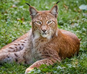 Preview wallpaper lynx, grass, big cat, carnivore, lie