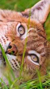 Preview wallpaper lynx, grass, face, lie