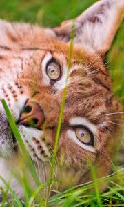 Preview wallpaper lynx, grass, face, lie