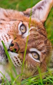 Preview wallpaper lynx, grass, face, lie