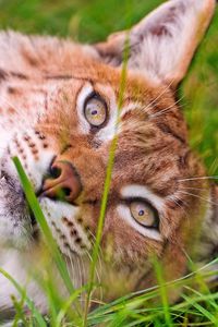 Preview wallpaper lynx, grass, face, lie