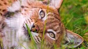 Preview wallpaper lynx, grass, face, lie