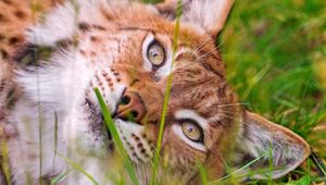 Preview wallpaper lynx, grass, face, lie