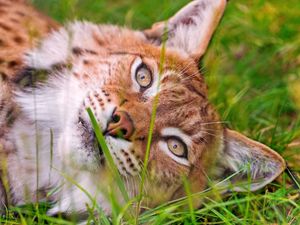 Preview wallpaper lynx, grass, face, lie