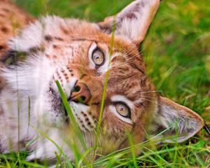 Preview wallpaper lynx, grass, face, lie