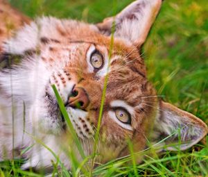 Preview wallpaper lynx, grass, face, lie