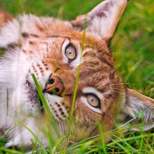 Preview wallpaper lynx, grass, face, lie