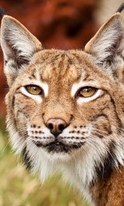 Preview wallpaper lynx, grass, face, predator