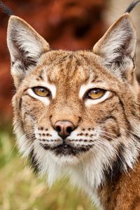 Preview wallpaper lynx, grass, face, predator