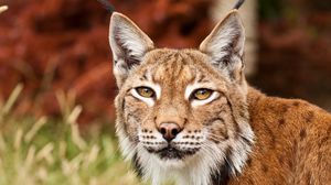 Preview wallpaper lynx, grass, face, predator