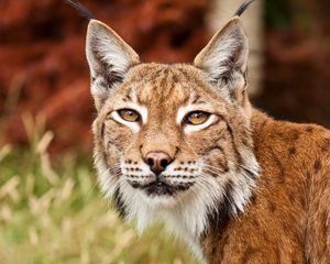 Preview wallpaper lynx, grass, face, predator