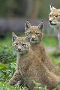 Preview wallpaper lynx, grass, family, cubs