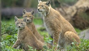 Preview wallpaper lynx, grass, family, cubs