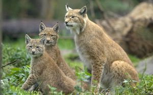 Preview wallpaper lynx, grass, family, cubs