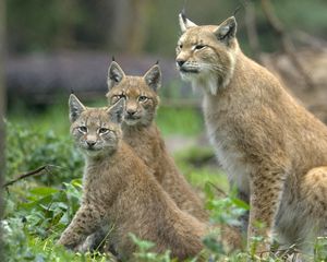 Preview wallpaper lynx, grass, family, cubs