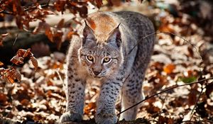 Preview wallpaper lynx, grass, leaves, autumn, big cat