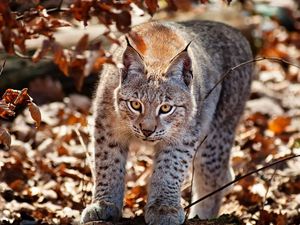 Preview wallpaper lynx, grass, leaves, autumn, big cat