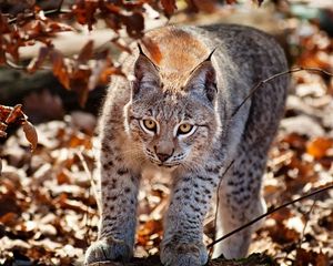 Preview wallpaper lynx, grass, leaves, autumn, big cat