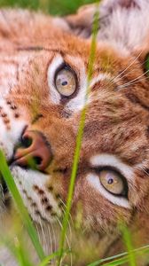 Preview wallpaper lynx, grass, lie, face, eyes