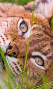 Preview wallpaper lynx, grass, lie, face, eyes